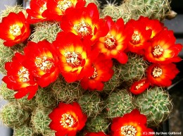 Sulcorebutia tarabucoensis 
